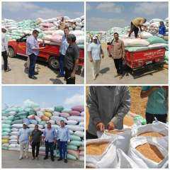 توريد ١٦ ألف طن قمح...