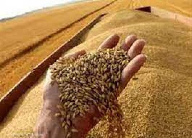 توريد القمح