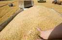 توريد 71 ألفًا و623 طنًا...