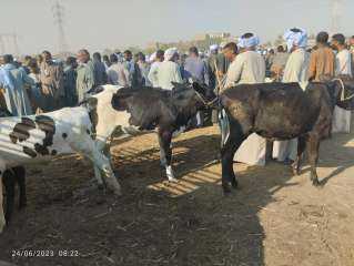 بيطرى الأقصر يحصن 10500 حيوان...
