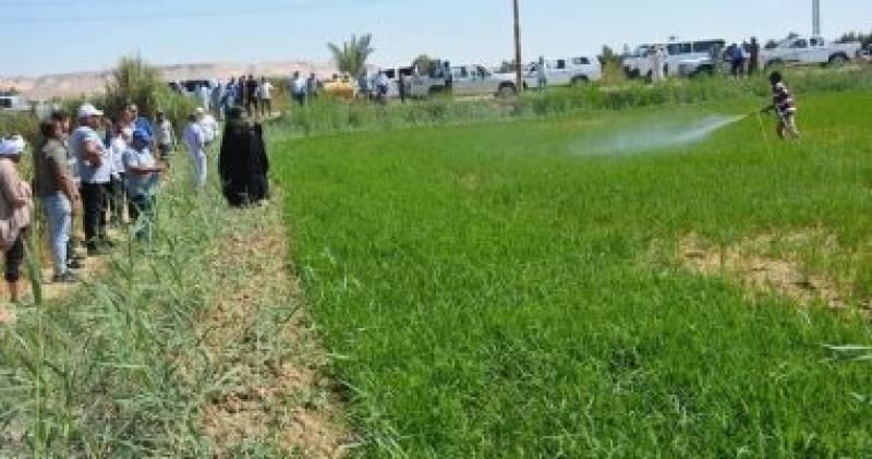 زراعة الأرز