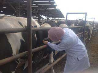 بيطري الشرقية ينتهى من فحص...