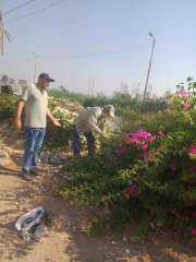 زراعة أشجار مثمرة وأخرى للزينة...