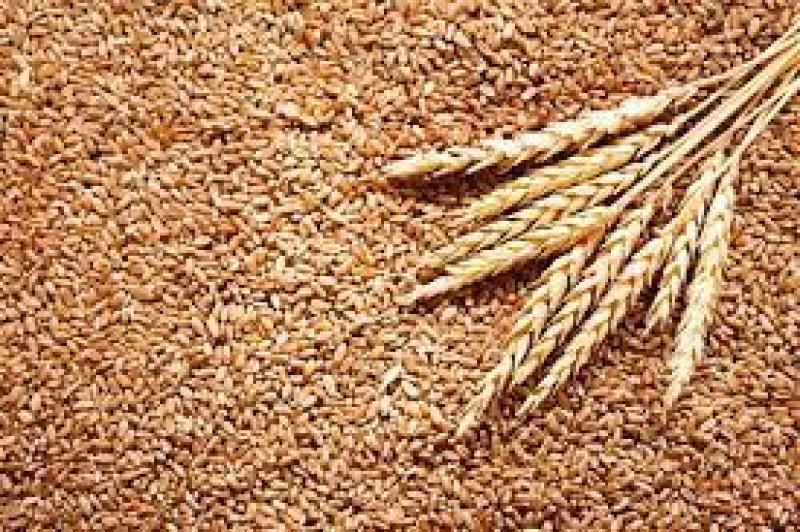 سعر القمح اليوم