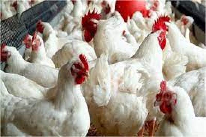 استقرار أسعار الدواجن والبيض بالاسواق المصرية اليوم