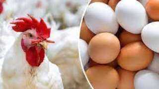استقرار  أسعار الدواجن ...