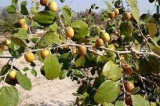 ما هو السدر الصيني