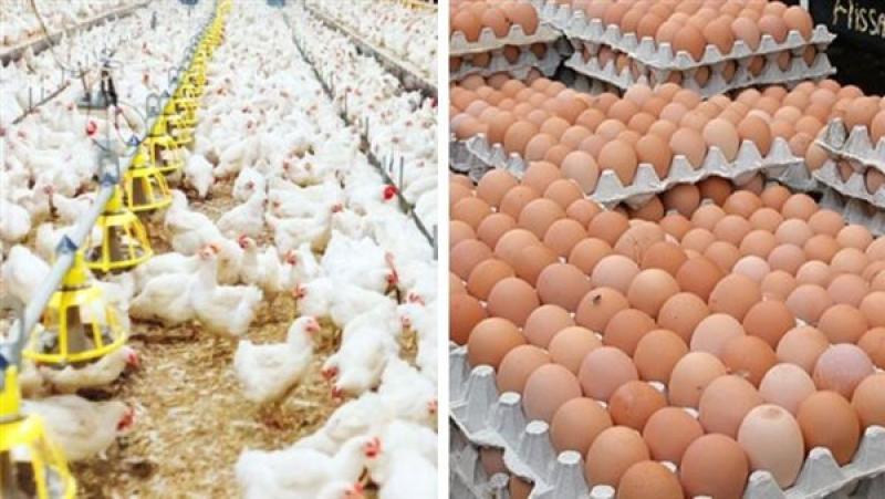 أسعار الدواجن والبيض في الأسواق اليوم الإثنين