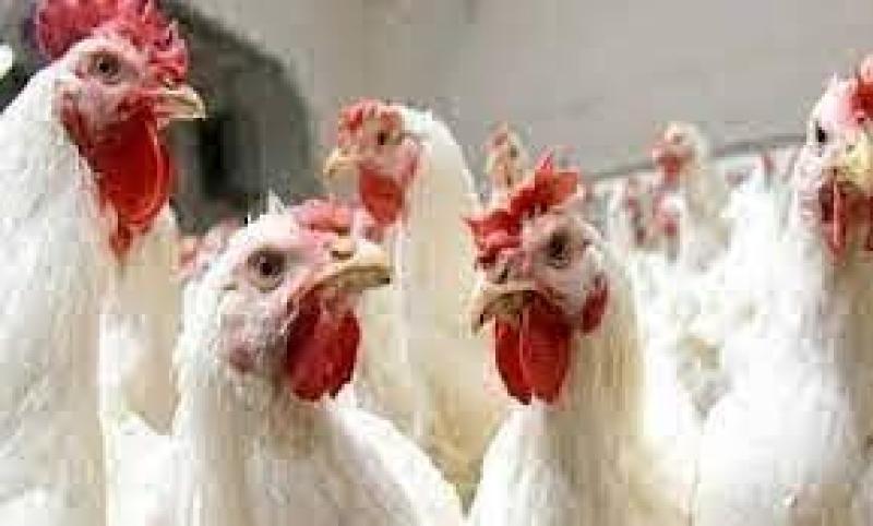 استقرار أسعار الدواجن بالاسواق المصرية اليوم