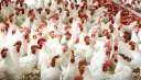 استقرار أسعار الدواجن بالاسواق المصرية...