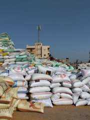 الذهب الأصفر يزين ٣٩٤١٤٦ فدان...