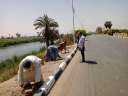 زراعة 100 شجرة على طريق...