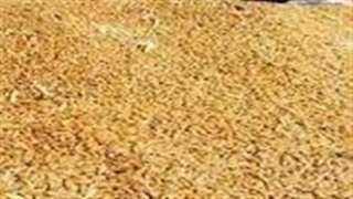 توريد 283 ألف طن قمح...