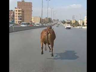 عجل يهرب من الذبح بالفيوم...