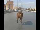 عجل يهرب من الذبح بالفيوم...