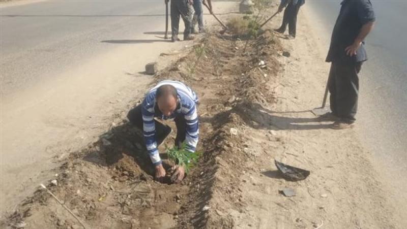 زراعة 135 شتلة بمطاي