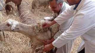 بيطري الشرقية يحصن 93 ألف...