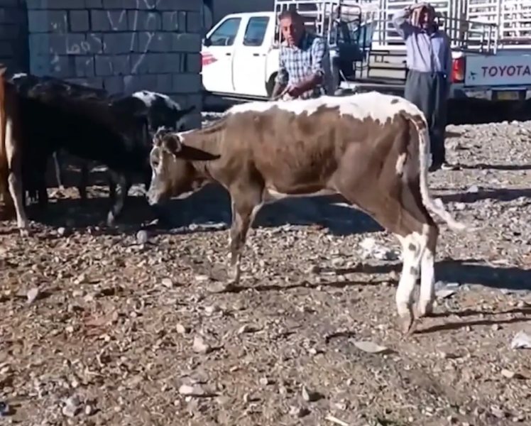 بقرة نادرة في العراق