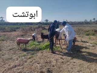 تحصين 72 ألف رأس ماشية...