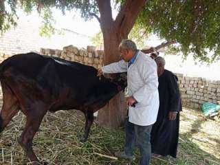 بيطري المنيا: تحصين 188 ألف...