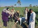 البحوث الزراعية: نشاط إرشادى مكثف...