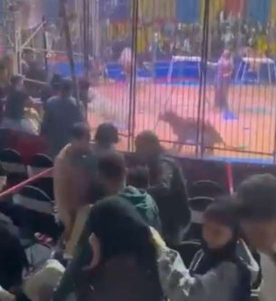 بالفيديو: نمر يهاجم عاملًا في السيرك ويلتهم جزءًا من يده