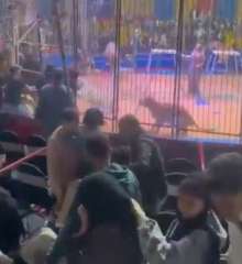 بالفيديو: نمر يهاجم عاملًا في...