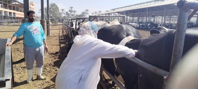 محافظ الإسماعيلية يتابع نشاط مديرية الطب البيطري للحفاظ على الثروة الحيوانية والداجنة