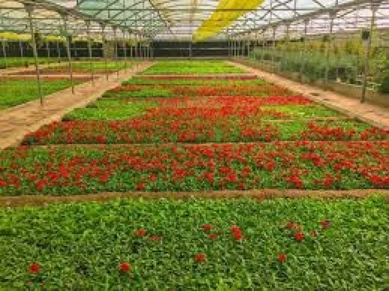 المركز الوطني لأبحاث وتطوير الزراعة