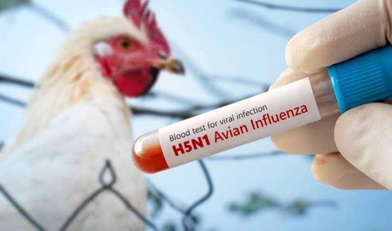 أنفلونزا الطيور H5N1