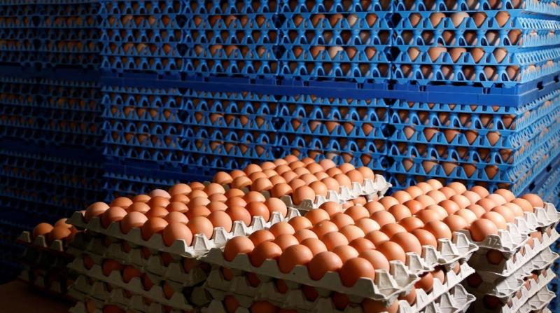 وأخيرًا.. انخفاض أسعار البيض في الأسواق المصرية اليوم الأحد 27 إبريل 2025