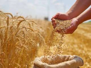 موسم الحصاد بدأ... أسعار أردب...