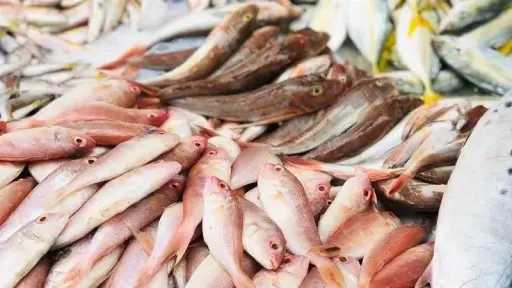 استقرار أسعار الأسماك في الدقهلية...