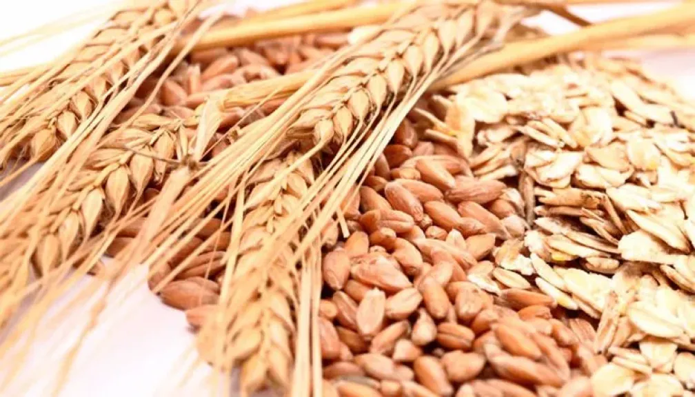 الشعير كنز غذائي يحارب الأمراض ويعزز صحتك.. تعرّف على فائدته، تحضيره، وطرق الاستفادة منه