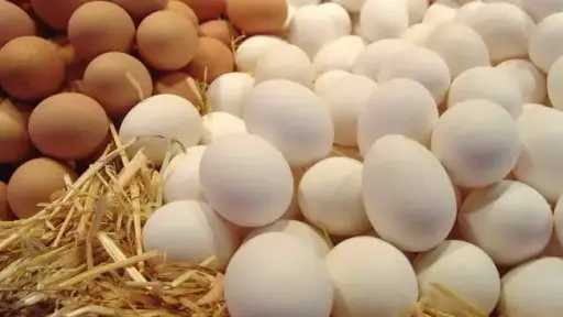 بعد ارتفاع سعره... أسعار البيض...