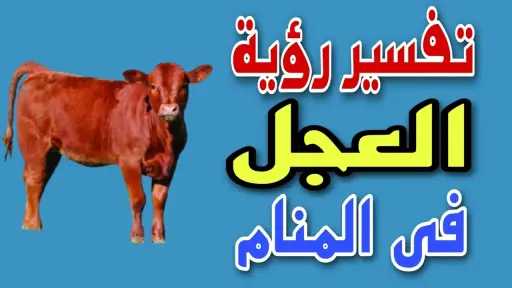 تفسير حلم رؤية العجل في...
