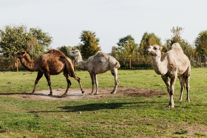 تفسير حلم الجمل يلاحقني في المنام لابن سيرين