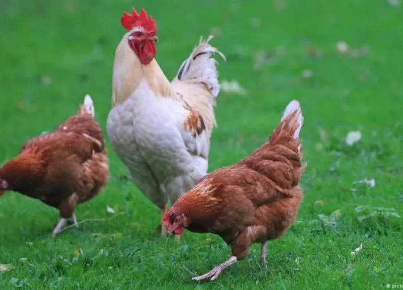 اسعار الدواجن