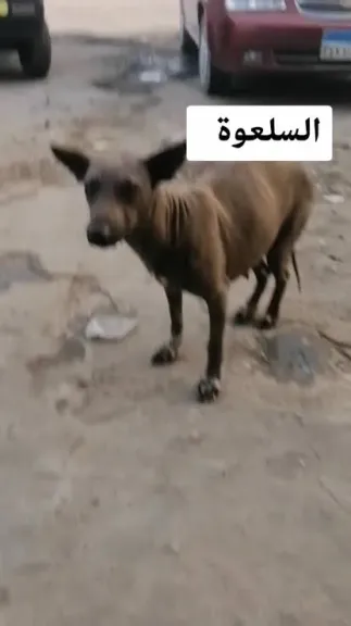 السلعوة