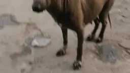 محافظات