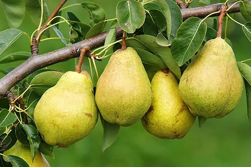 تفسير رؤية الكمثرى في المنام لابن سيرين