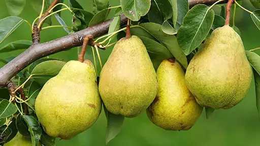 تفسير رؤية الكمثرى في المنام...