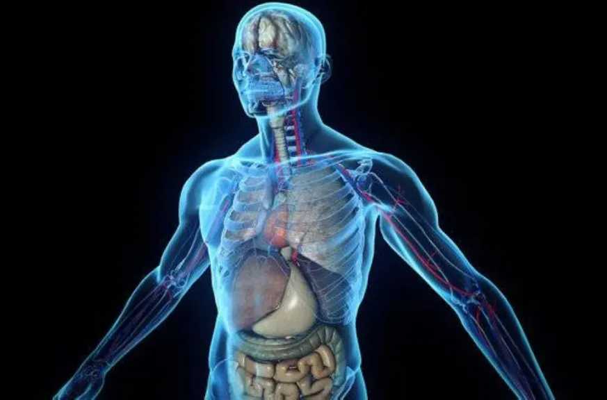 قناة ”Wellness Wise” تنشر فيديو تخيلي لتأثير الصيام لمدة 36 ساعة على الجسم