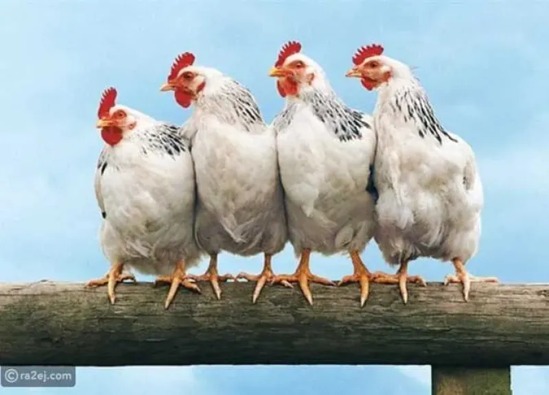 أسعار البيض