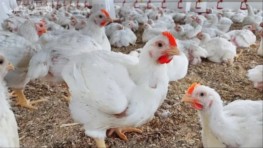 نسبة الاكتفاء الذاتي في الدواجن