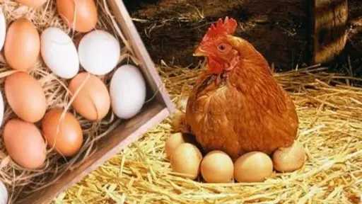استقرار.. أسعار الدواجن اليوم والبيض...