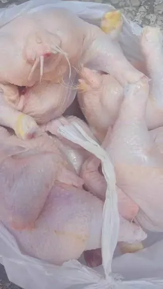 دواجن محقونة بالمياه في بورسعيد