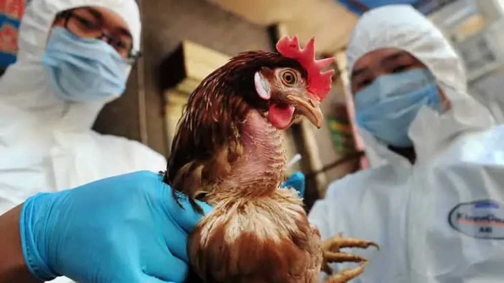 البرازيل تنفي إصابة 5 فلاحين بإنفلونزا الطيور.. والمكسيك تعلق دخول الدواجن البرازيلية مؤقتًا
