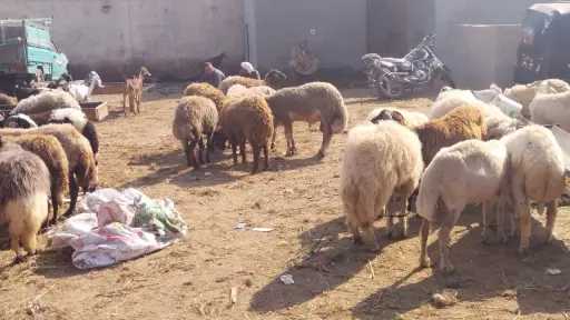 خروف يُشعل شجار تجار المواشي...