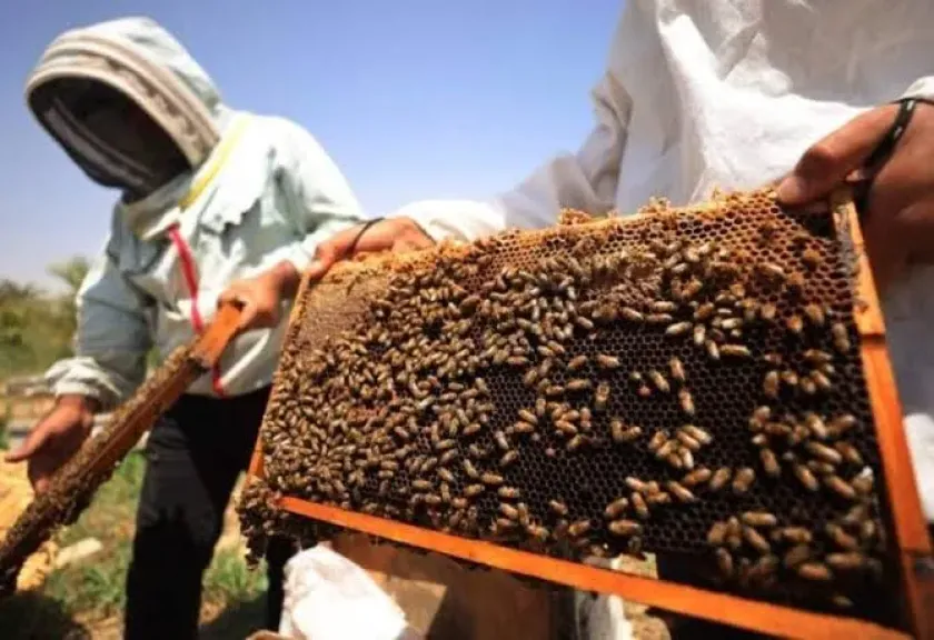 اكتشاف جديد لا تعترف به الحكومة التركية.... استنشاق خلايا النحل فيه شفاء من الأمراض